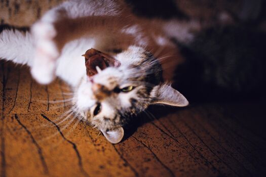 Alexey Pavlov Photographer