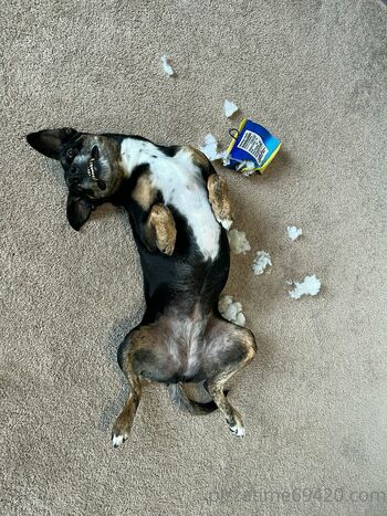 gutfuzz